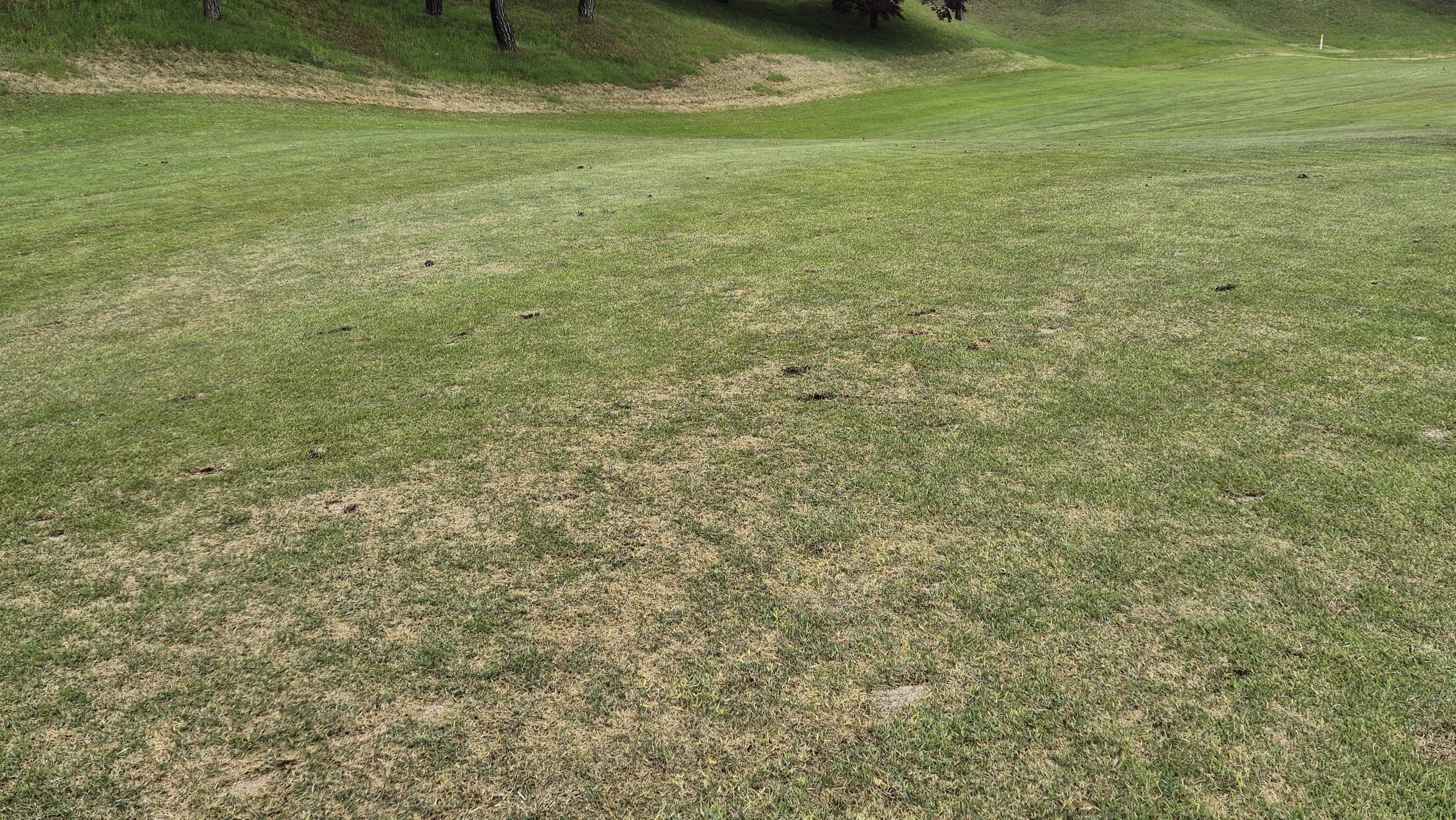 엘리시안 강촌cc 라운드 후기