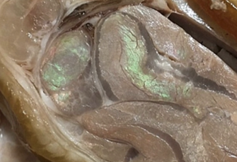 고기 표면의 형광색, 무지개색