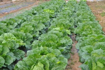 11월 제철음식 배추