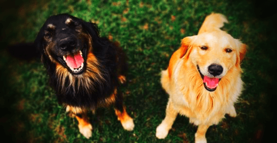 대형견-두마리-사진