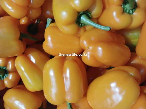 눈 건강과 안구 건조증 완화 효능에 좋은 비타민A가 풍부한 주황색 파프리카 실물 사진