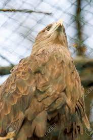 화포천 독수리 친구되기 생태축제 기본일정과 프로그램 소개