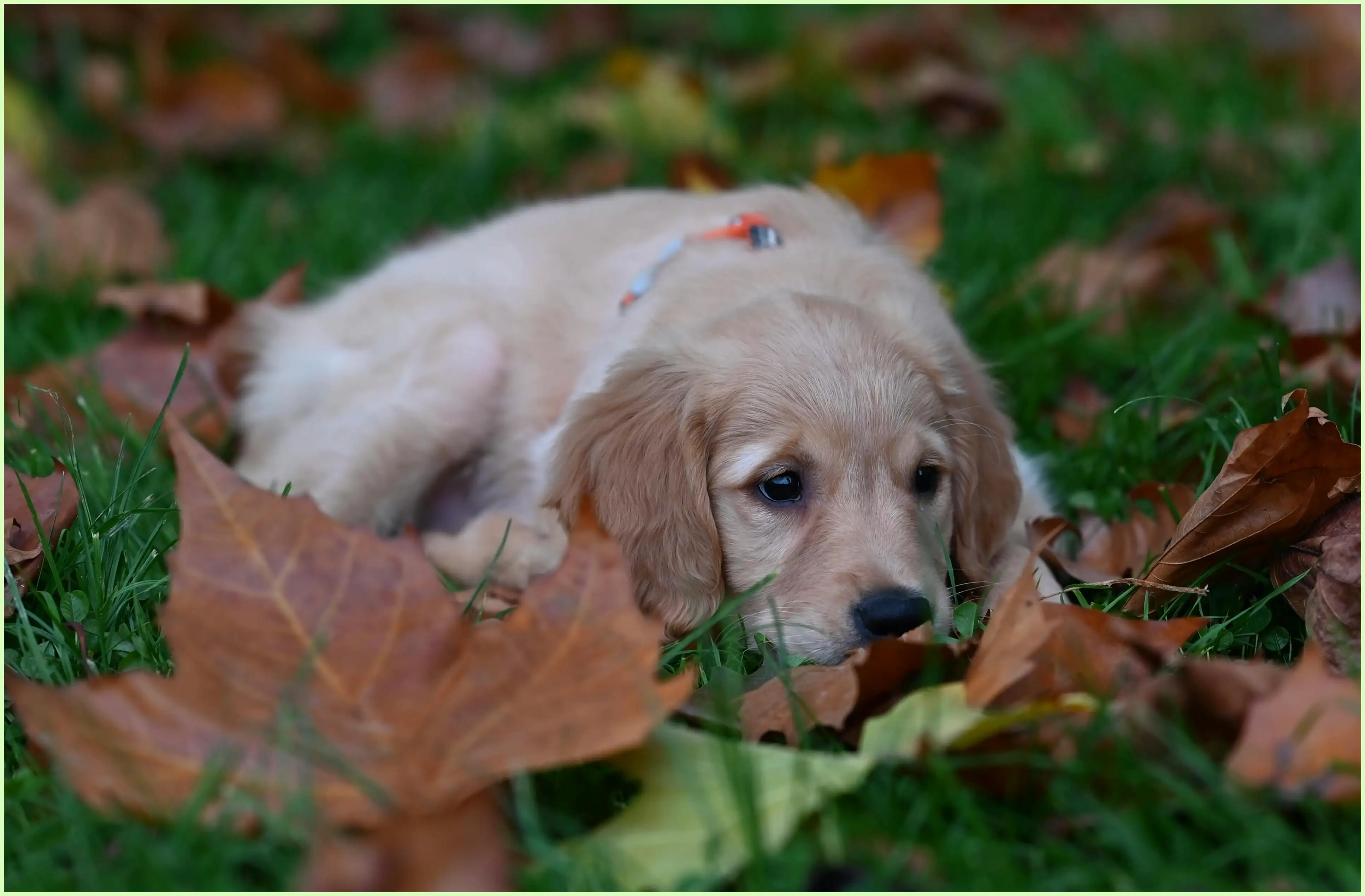 강아지 귤 먹어도 되나요? 소량 급여와 안전한 급여법