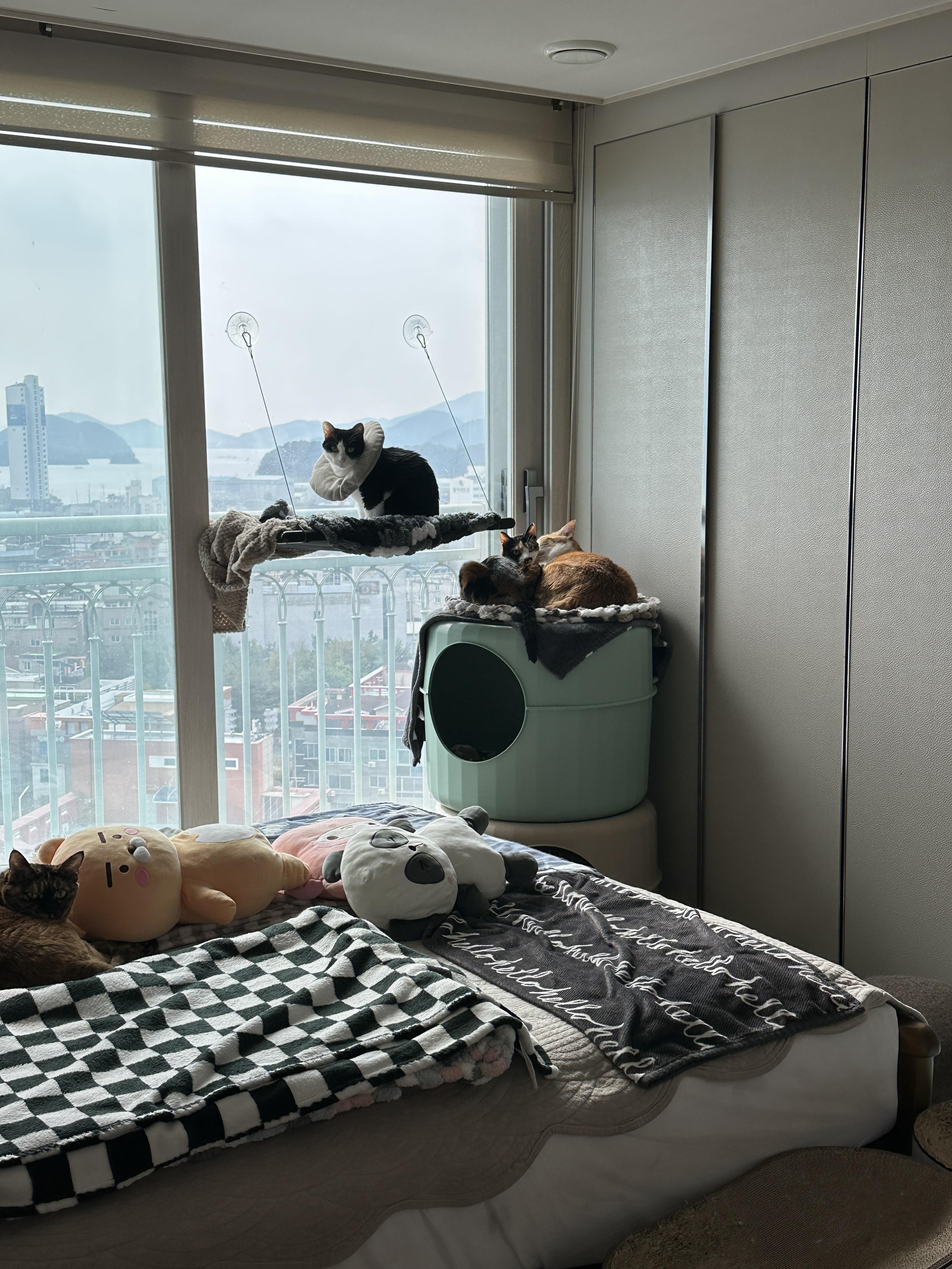 마카롱하우스_위에서_다정하게_그루밍중인_호야랑_다다_커플