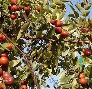 대추 효능과 부작용 고르는법 칼로리