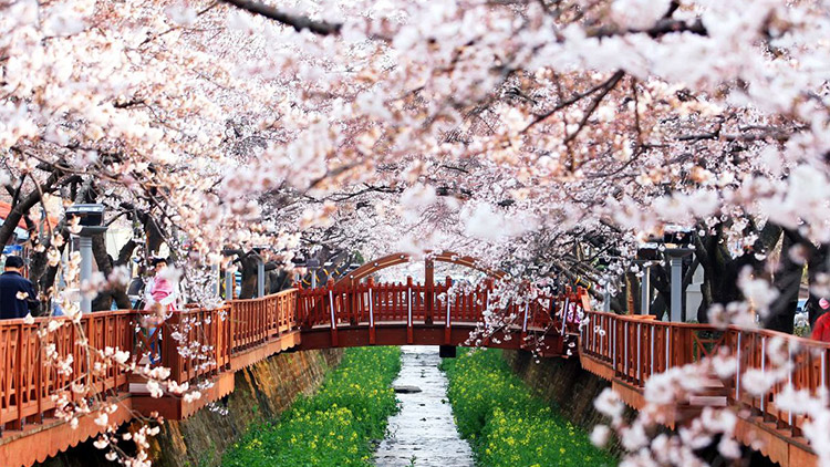 진해군항제 포토존