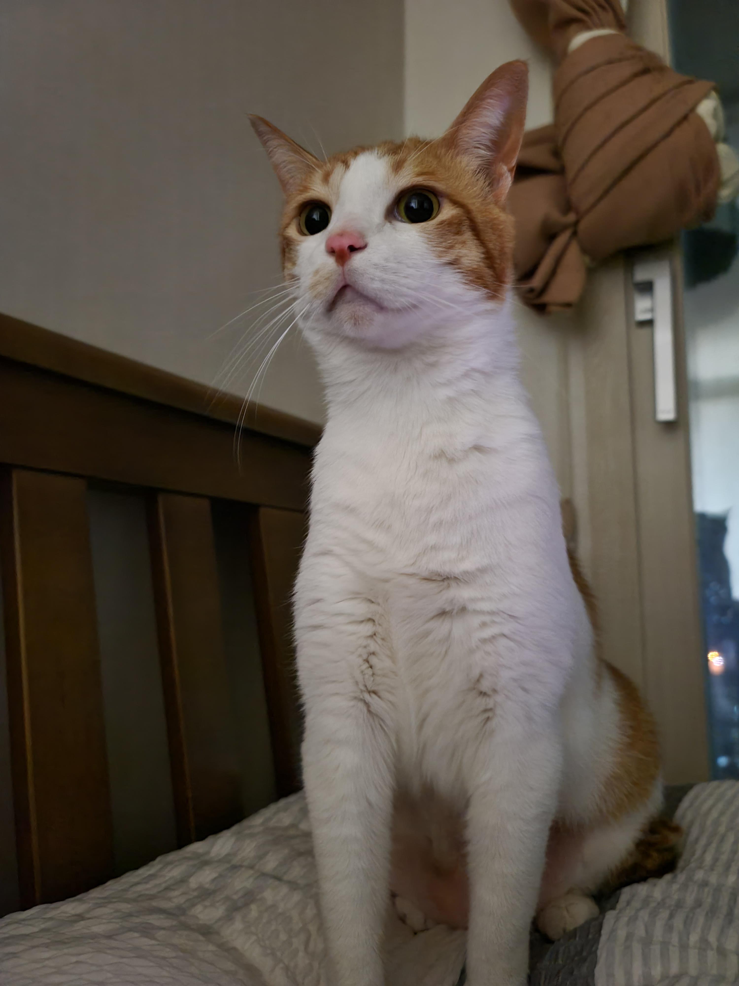 막둥이 치즈고양이 삐용이