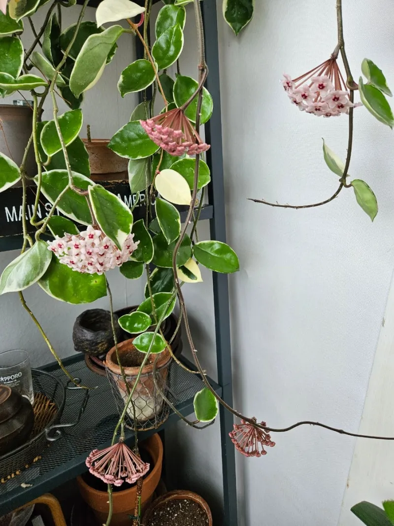 호야 키우기 꽃피우기 번식법 알고 물주기_9