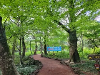 제주 비자림 숲속 산책로 여름 피서지 추천 장소_7