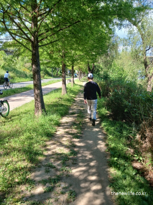 A person walking alone on a tree-lined dirt path under sunlight, alongside a riverside cycling road.-강변 자전거길 옆, 나무 그늘 아래 흙길을 혼자 걷는 사람의 뒷모습