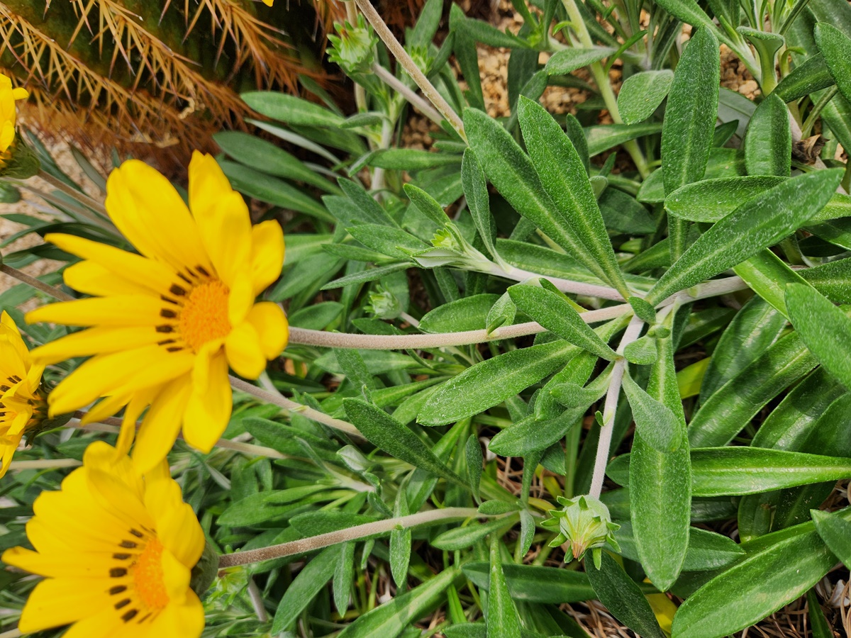 가자니아리겐스(태양국)