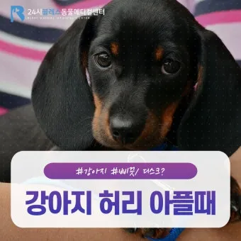 강아지 아플 때 증상 10가지 주의해야 할 건강 신호_22
