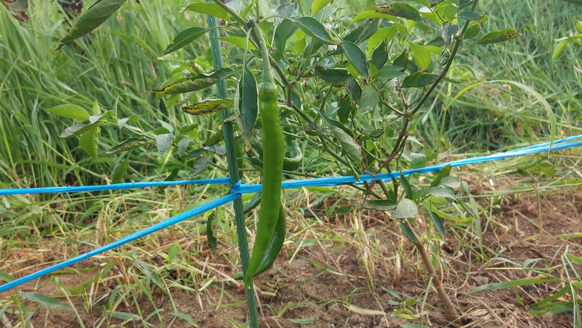 도시 텃밭의 아삭이 고추