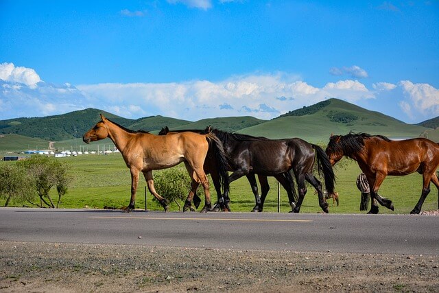몽골 초원과 말들