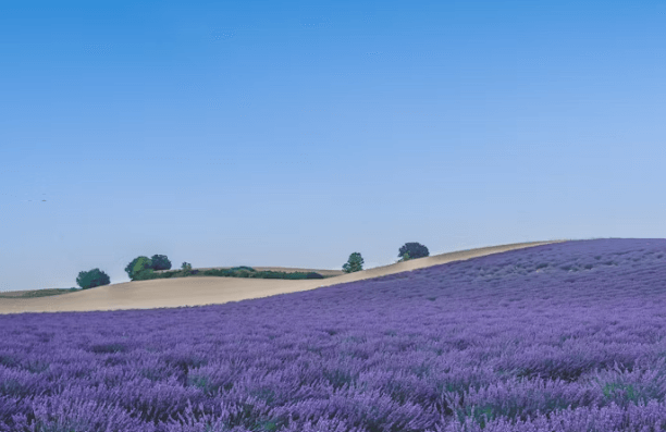 프랑스 남부 자유여행 : 프로방스 &amp;코트다쥐르 정복!