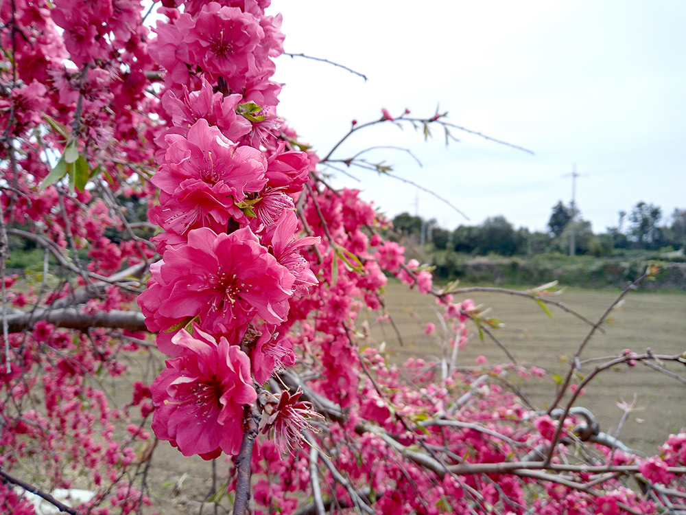 올레3A코스: 온평포구에서 표선올레까지