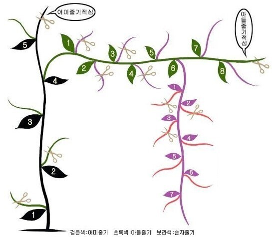 참외 심는시기(모종심는시기, 참외심기, 심는간격, 재배, 수확) 참외 키우기 총정리!