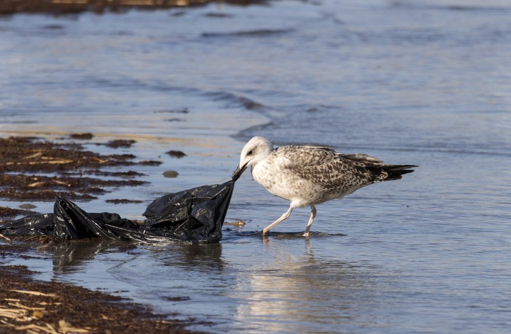 (유전적 탈모와 환경성 탈모 차이) 에 관련 사진