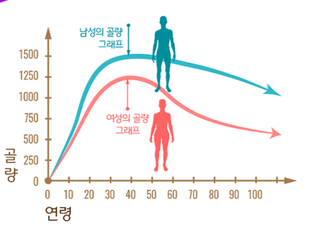 남여 연령대별 골량 그래프