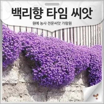 백리향 키우는 법 집에서 재배법 꿀팁_5