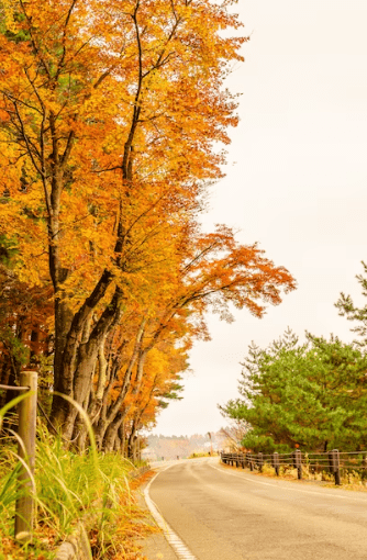 2023년 단풍시기 예측지도