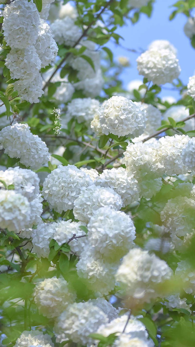 제주 벚꽃 명소