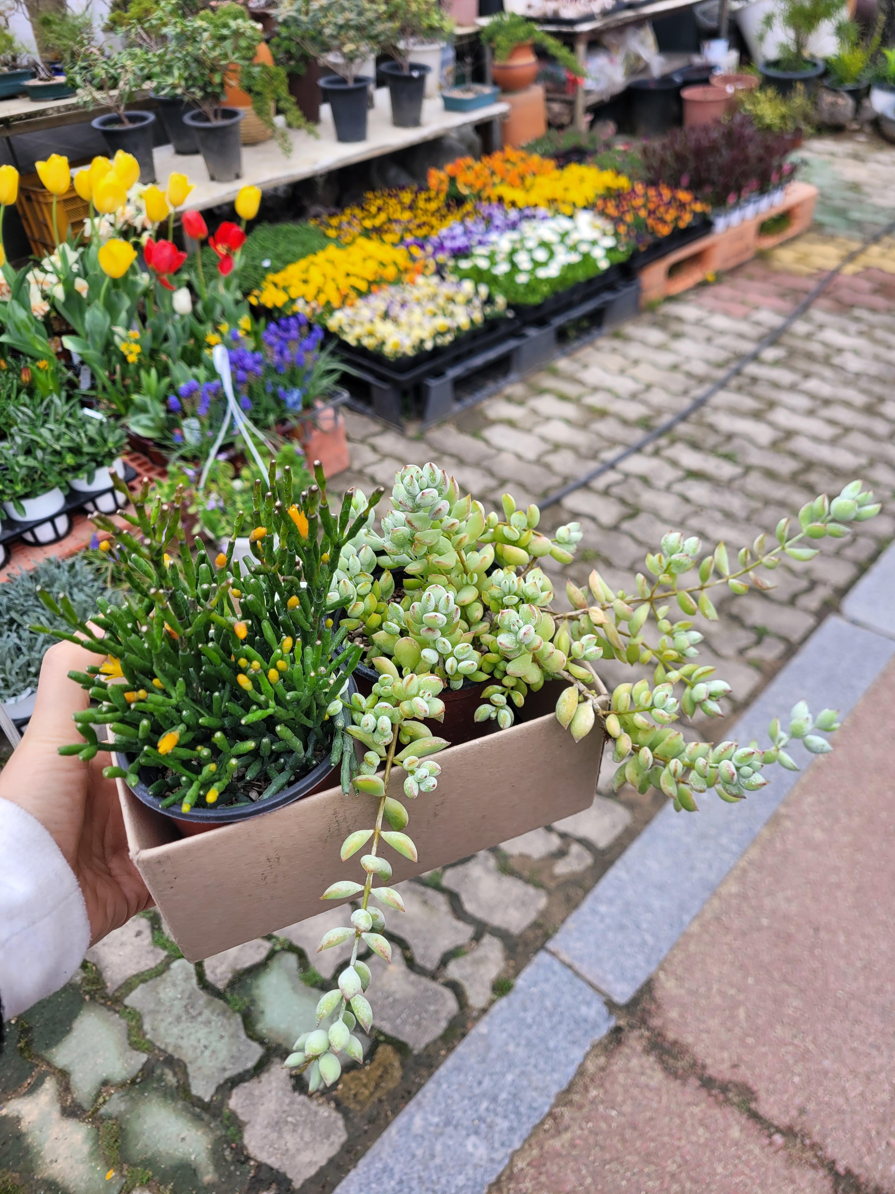 립살리스뽀빠이와 펜덴스