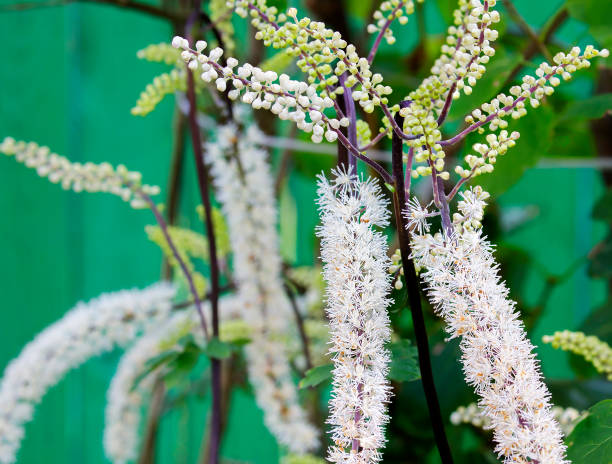 블랙 코호시(Black Cohosh) 효능