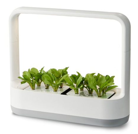 틔운 미니에 싹이 튼 식물들