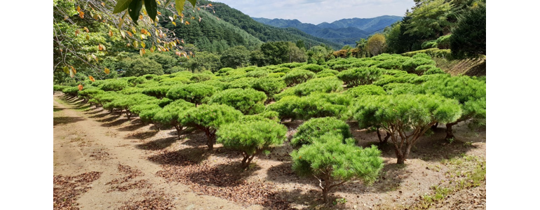 인제군 조경