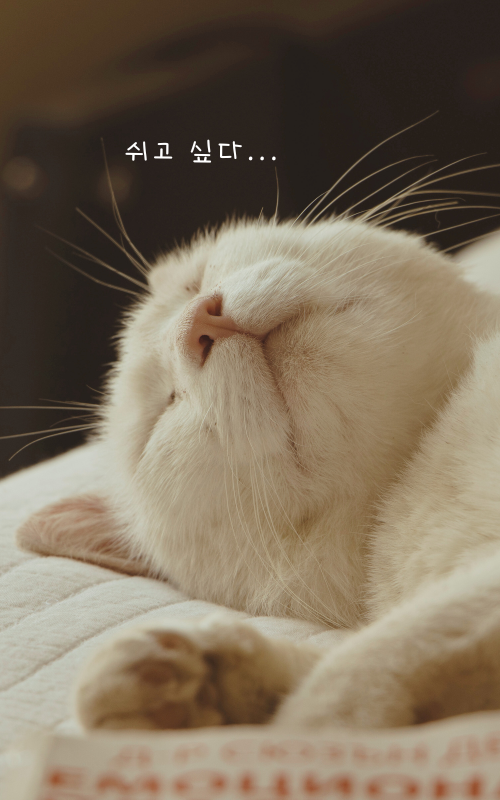 카톡 배경화면 사진 이미지