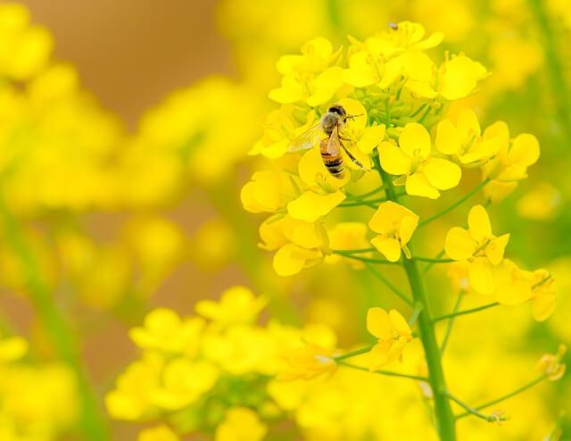 구리 유채꽃 축제