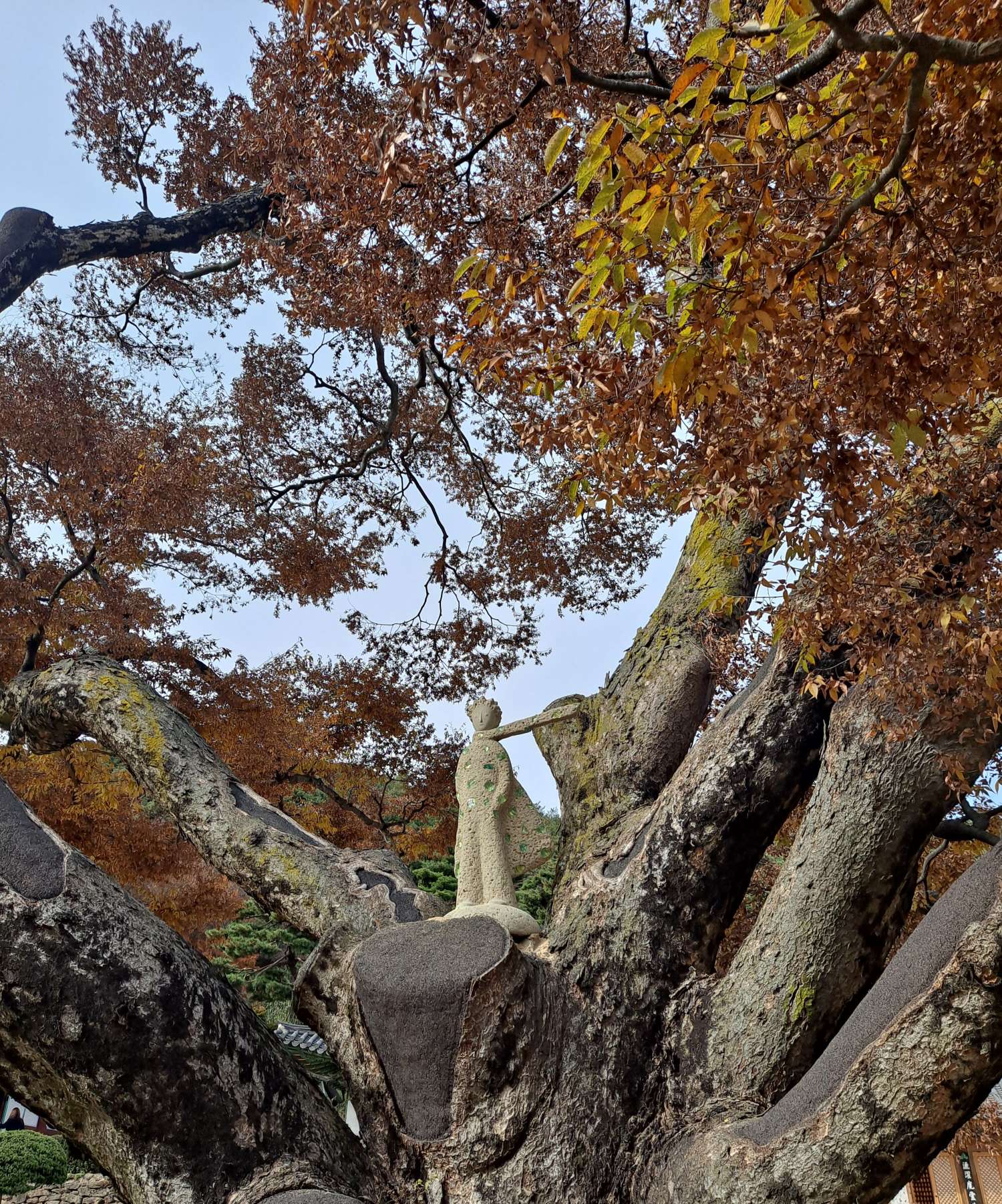 전등사 나무위 어린왕자