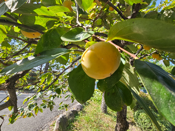 감나무 익은 열매