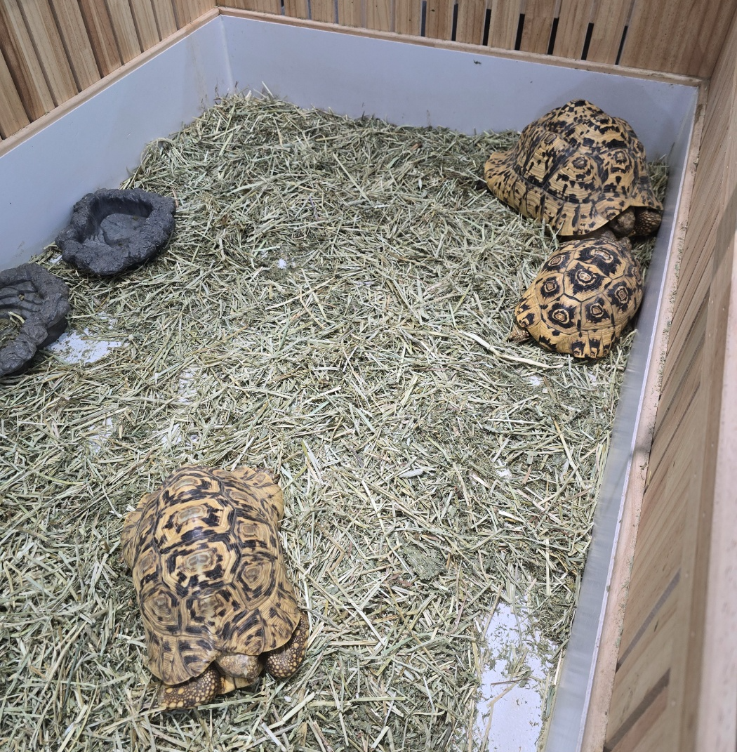 육지 거북 사진