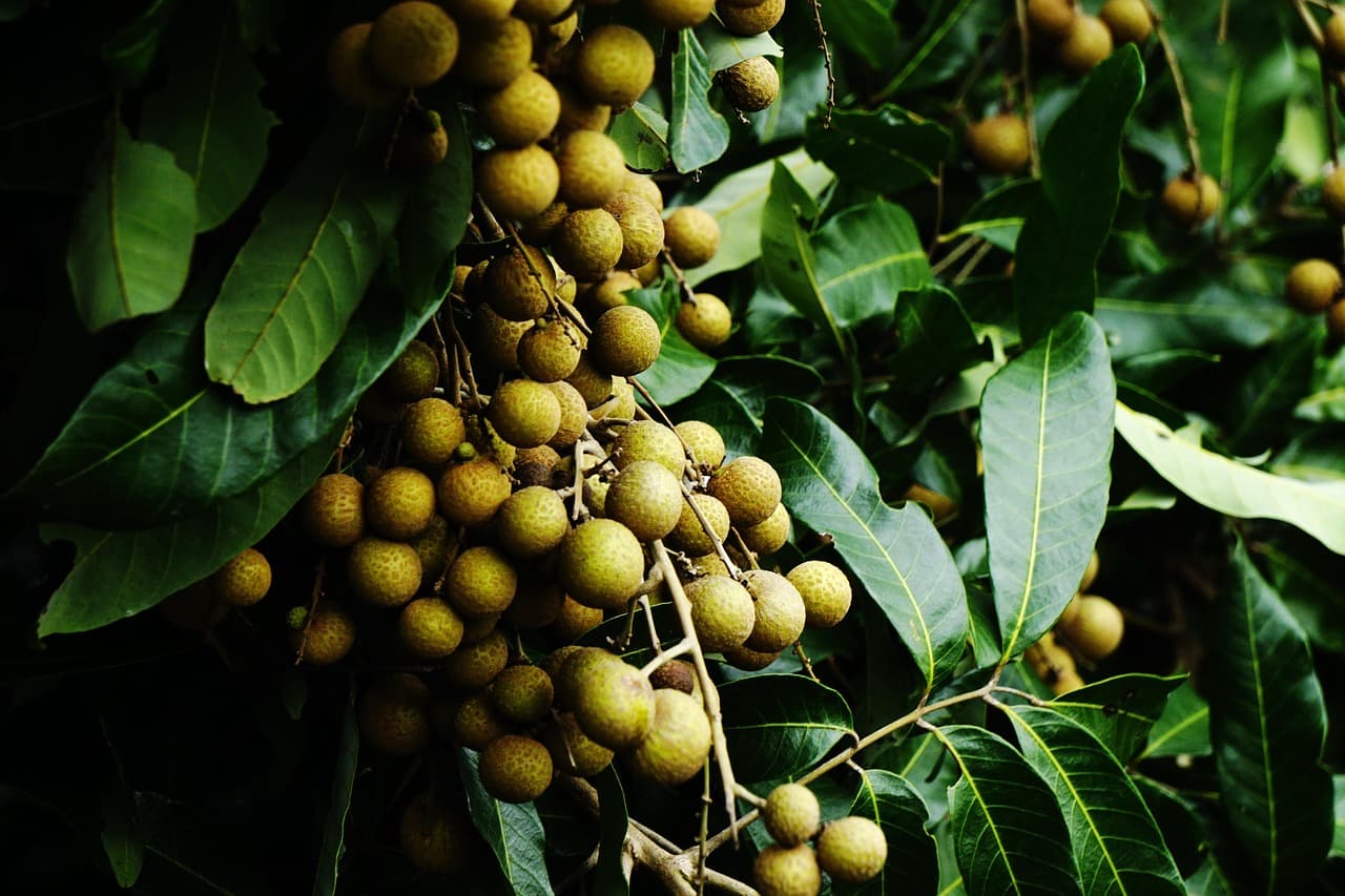 용안차 – 심장을 따뜻하게 하는 보혈 차