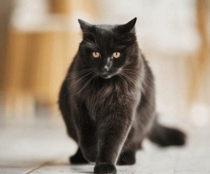 검은 고양이 꿈 해몽