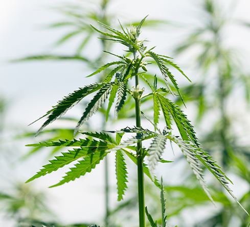 대마-종자유효능