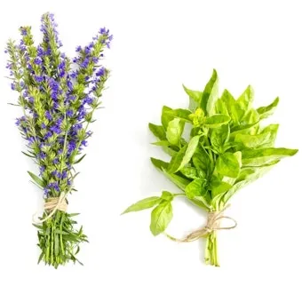 히솝 재배 씨 뿌리기 통풍 관리 허브 차 활용_10