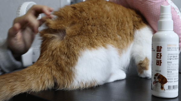 고양이피부문제