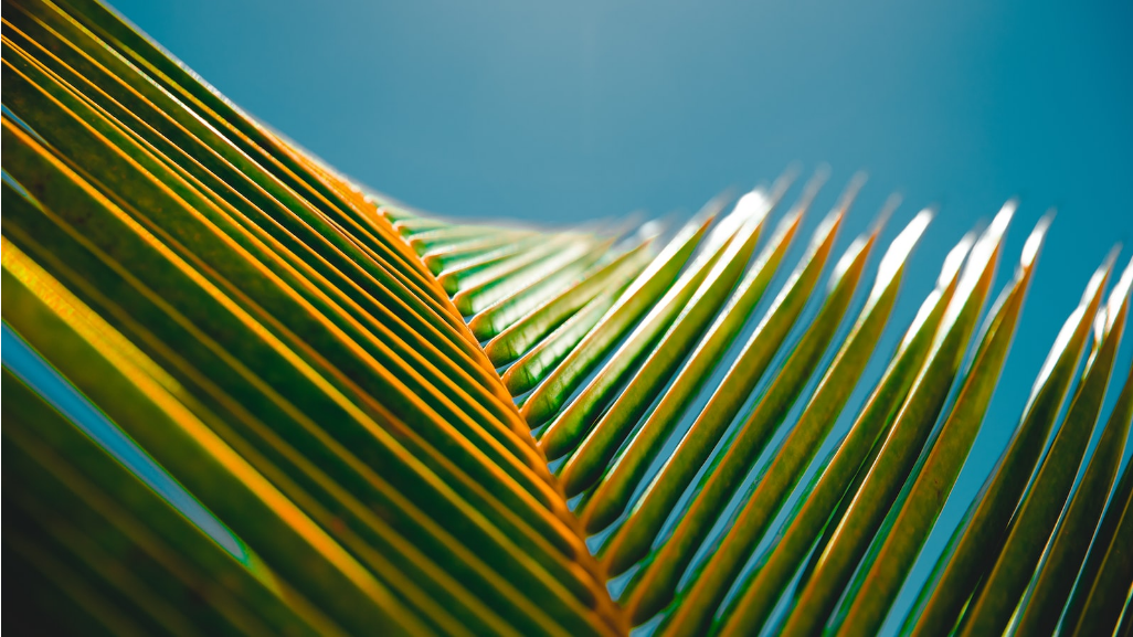 건강과 환경을 위한 식물성 식단의 이점