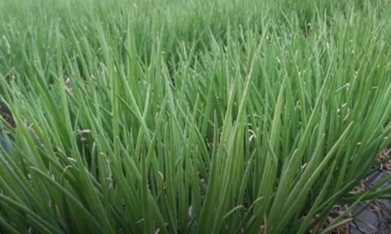 &quot;10월에 심기 좋은 작물 추천&quot; 10월, 새로운 계절을 준비하는 시간...