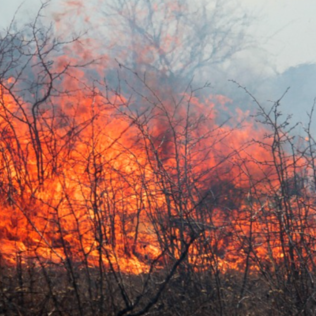 산불 현황 실시간 확인 방법 CCTV로 경로까지 한눈에3