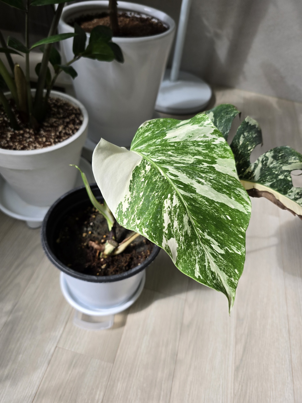 플라스틱화분에 심어져 있는 알보