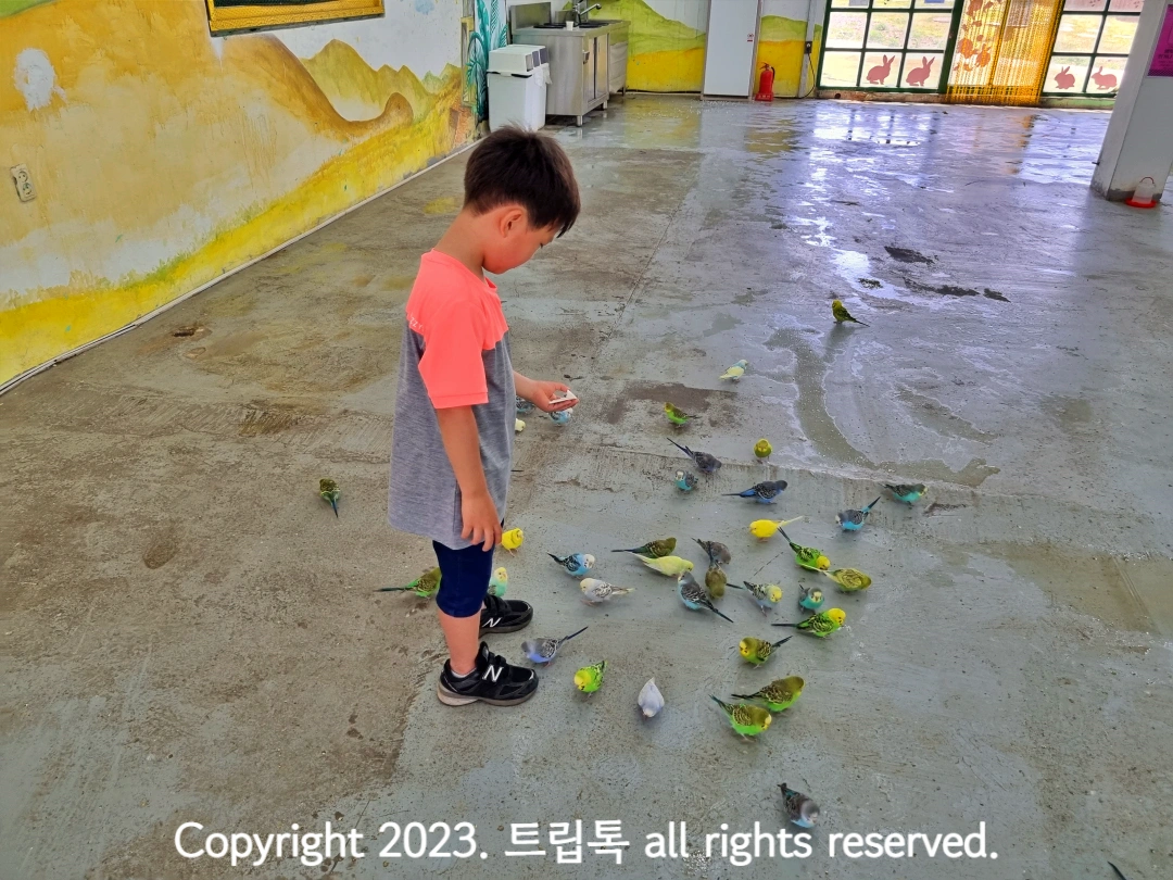 바닥에 노란,연두,하늘 앵무새들이 있고 가운에 아이가 보고있다.