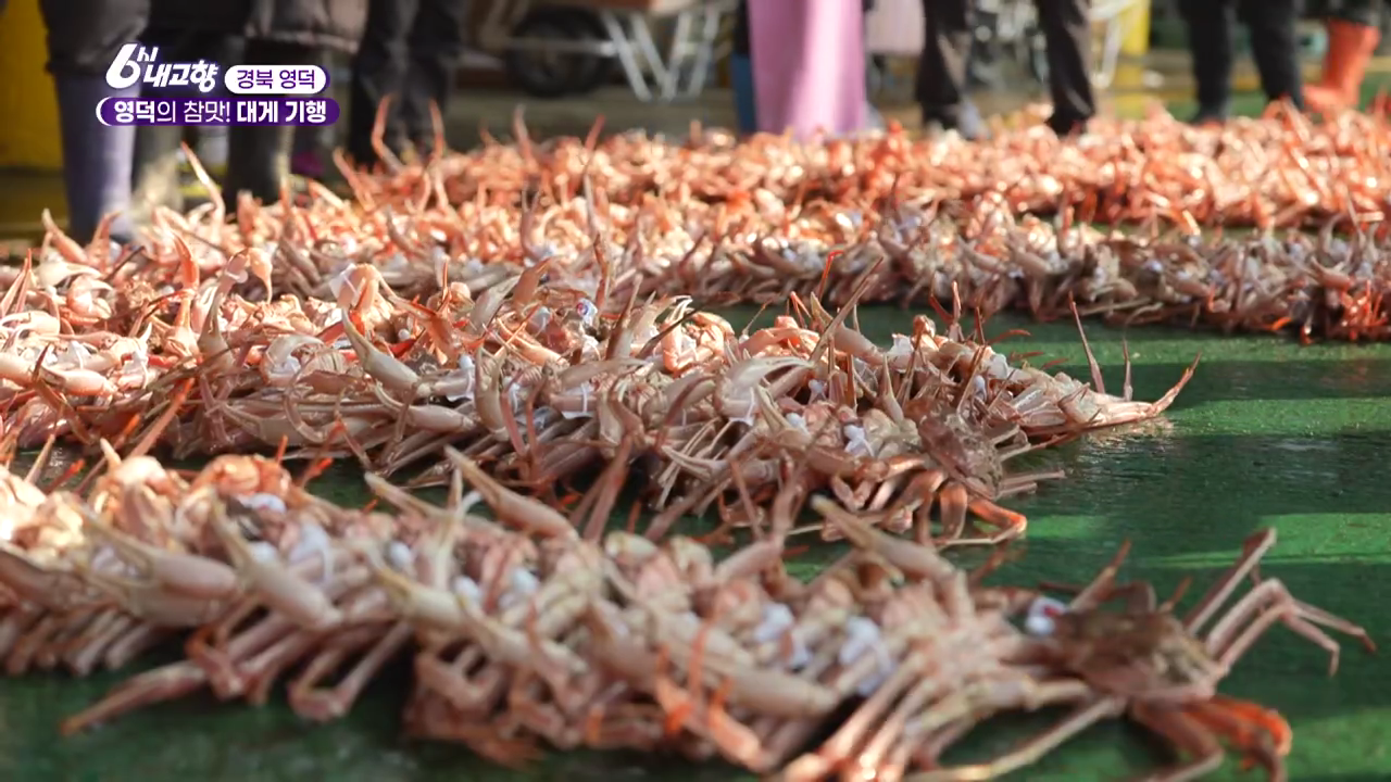 6시내고향 영덕 대게들이 공판장에 깔려 있는모습