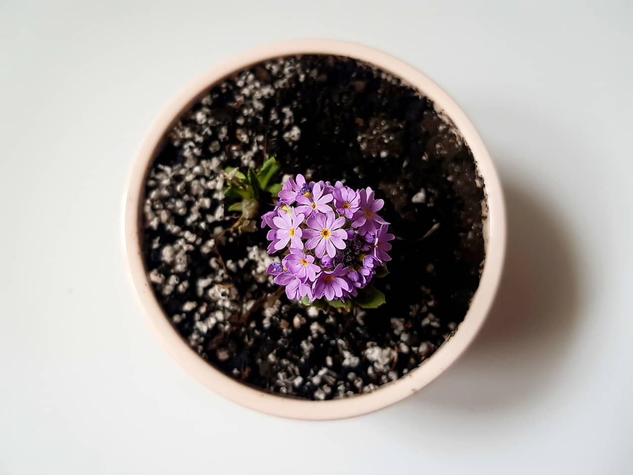 화분 배수 구멍의 중요성 – 식물 뿌리 썩음 방지를 위한 필수 요소