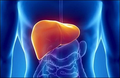 간염 종류 4