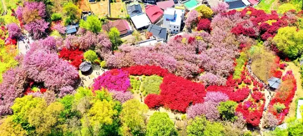 전주 완산칠봉꽃동산