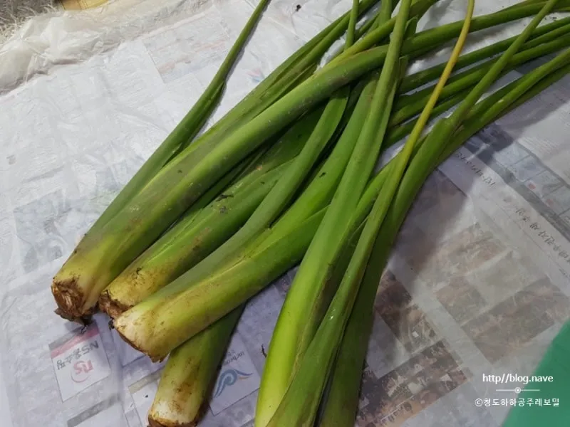 토란대 손질방법 말리는 방법을 정리_3
